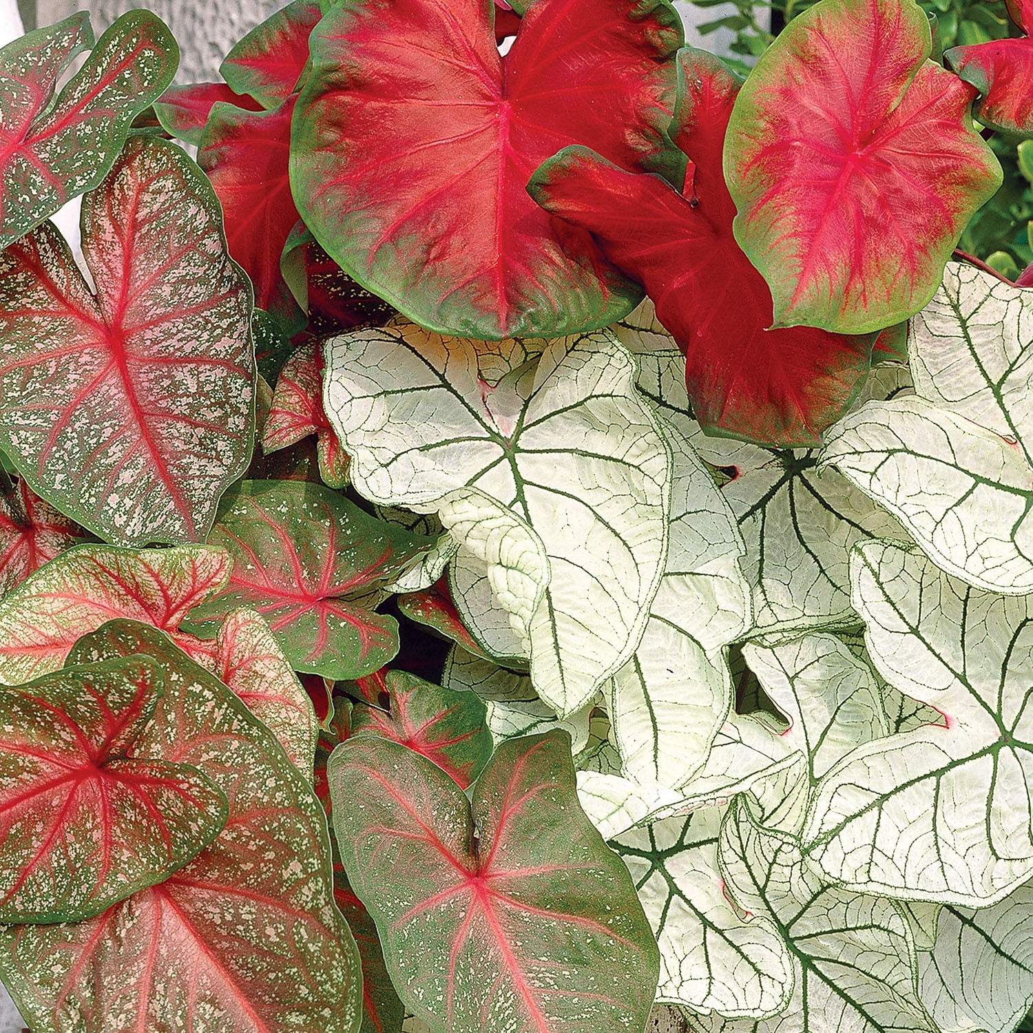 Expert Gardener Caladium Mix (Set of 5 Dormant Bulbs) Full Shade