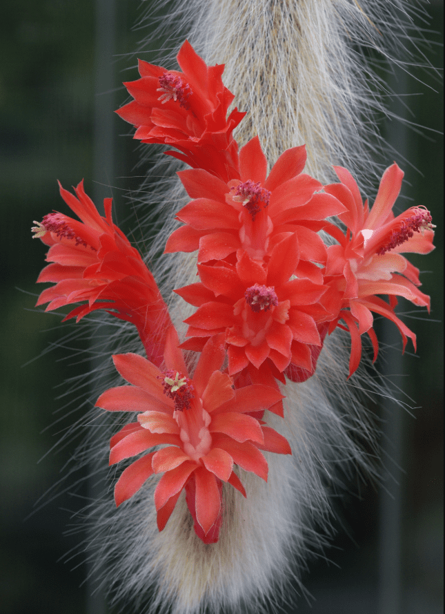 Monkey Tail Cactus Live Plants for Hanging Basket, Trailing Monkeys Tail Indoor Outdoor in 2 Inch Pot