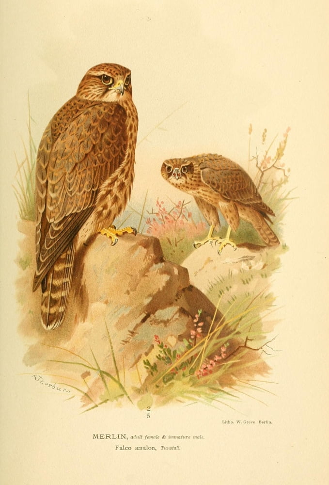 Birds Of The Britis