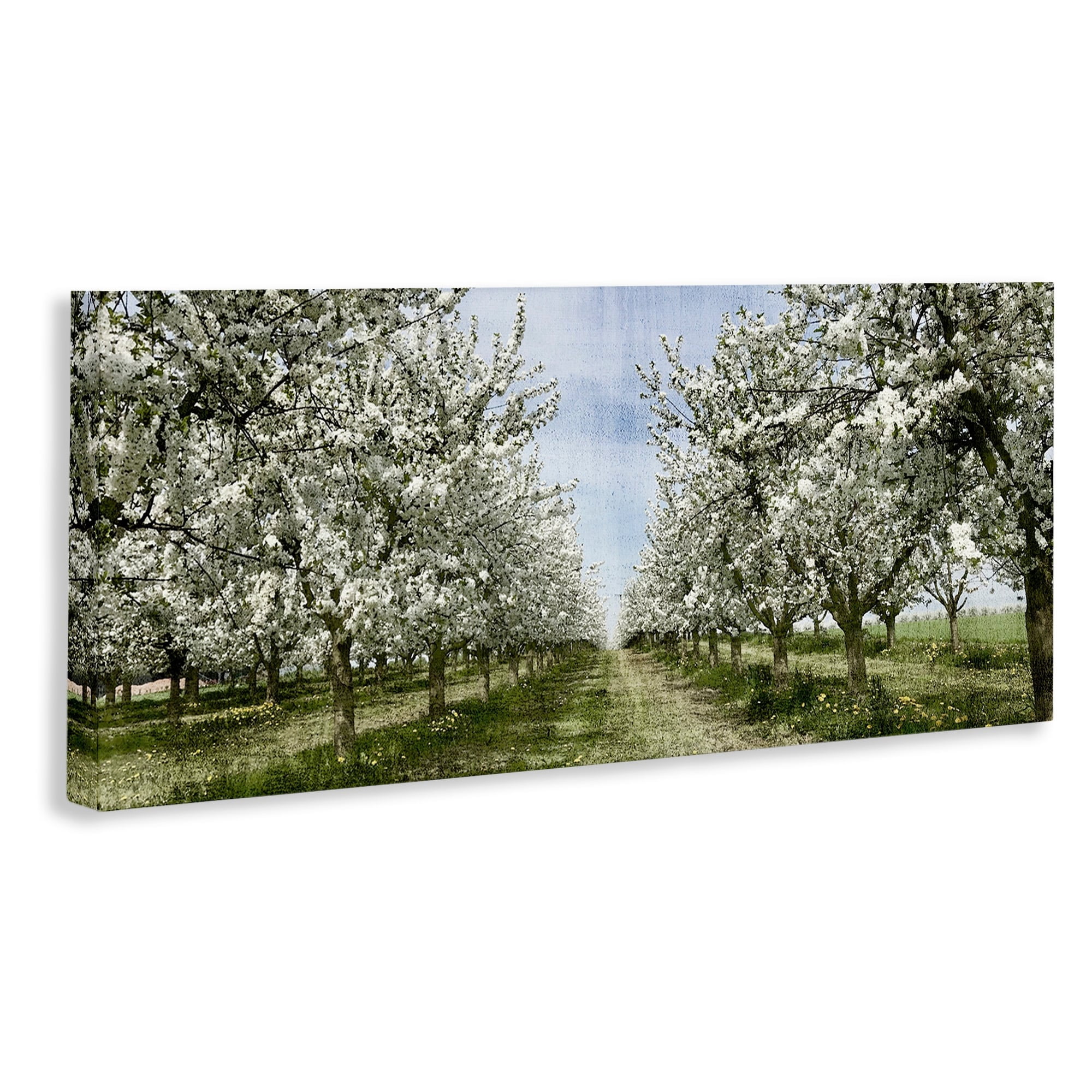 Stupell Industries Blooming White Flower Buds Trees Orchard Meadow Canvas Wall Art, 30 x 13, Design by Kim Allen