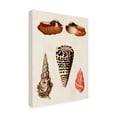 thumbnail image 2 of G W Knorr 'Knorr Shells III' Canvas Art, 2 of 3