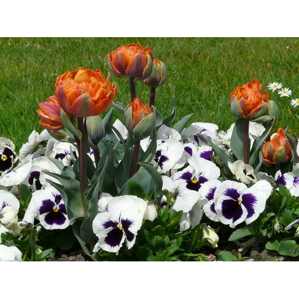 Flowers Tulips Violet Park Spring Bed Pansy20 Inch By 30