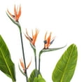thumbnail image 2 of Vickerman 5' Artificial Potted Bird of Paradise Palm Tree., 2 of 6