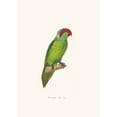 thumbnail image 3 of Coenraad Jacob Temminck 14x18 Black Modern Framed Museum Art Print Titled - Iris Parakeet (1838), 3 of 5