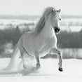 thumbnail image 2 of Braun Studio 26x26 White Modern Wood Framed Museum Art Print Titled - Crinière de Neige, 2 of 4