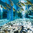 thumbnail image 4 of FOMIYES Red De Para Acuario Y Con Malla De Inoxidable Resistente, 4 of 8