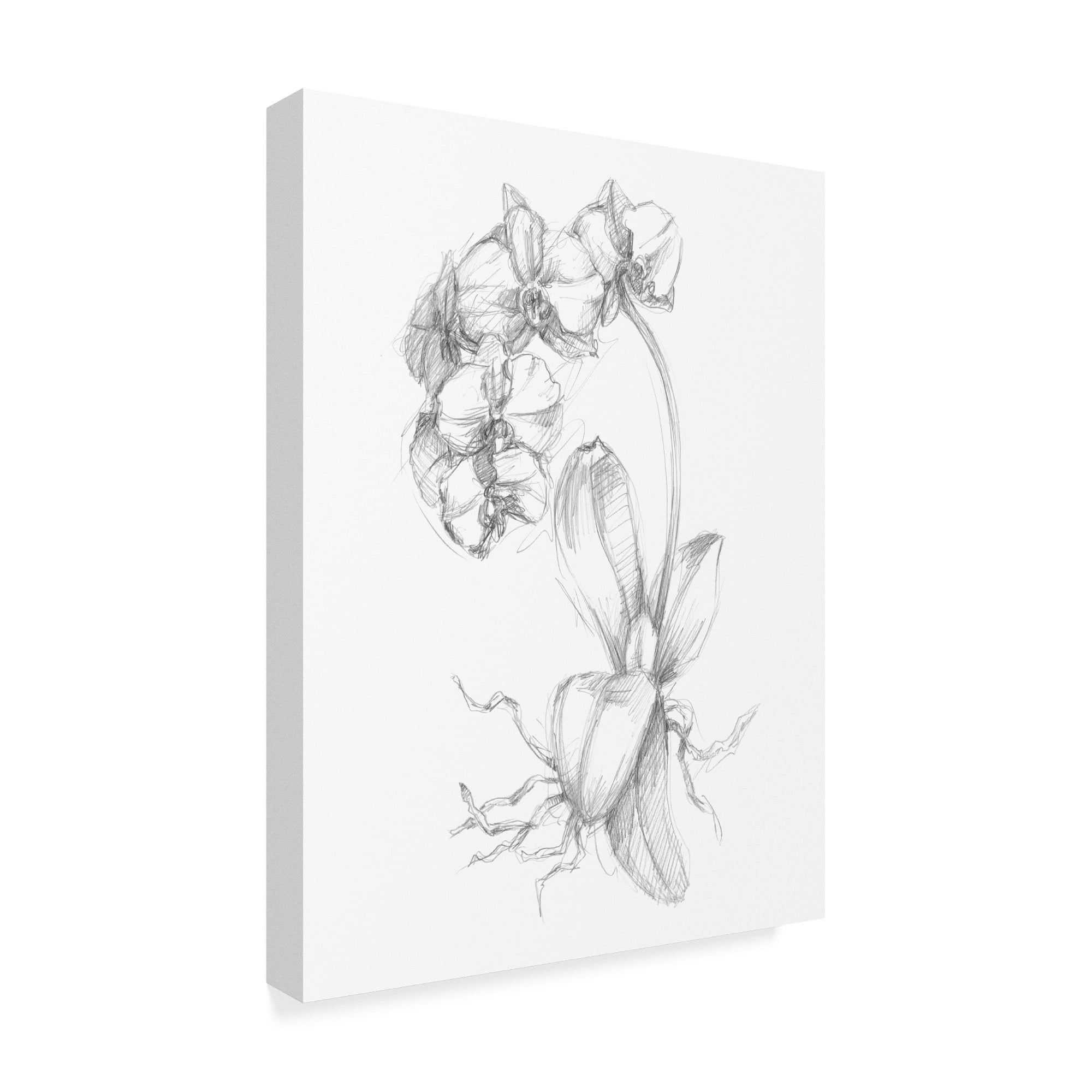 Trademark Fine Art 'UA CH Botanical Sketch V' Canvas Art by Ethan Harper