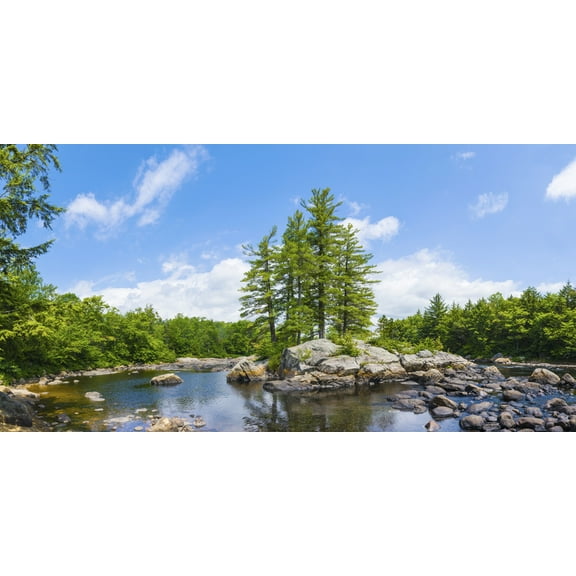 Biggies-Wall Murals-Tree-54