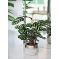 thumbnail image 5 of American Plant Exchange Makoyana Calathea Prayer Plant, Live Tropical Plant, 4-Inch Pot, Purple & Green Foliage Houseplant, 5 of 5
