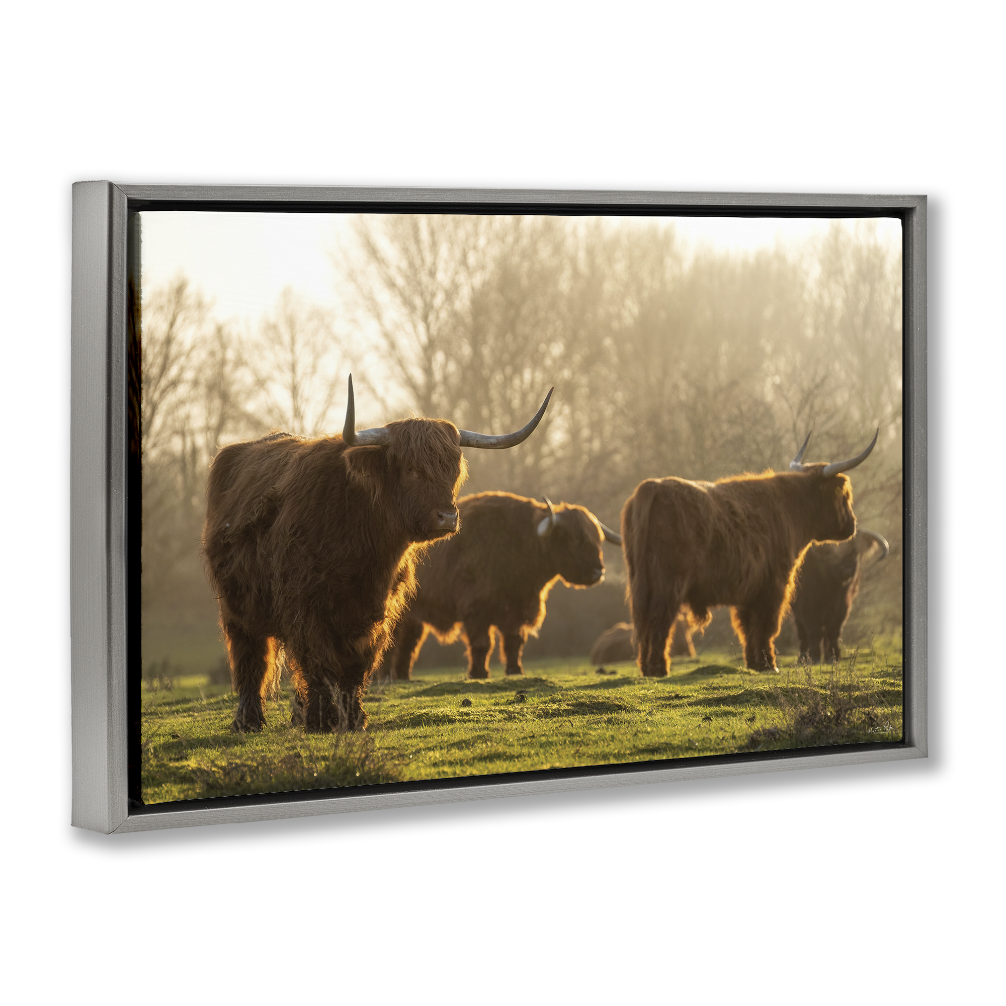 Stupell Industries Longhorns in Foggy Pasture Animals & Insects Photography Gray Floater Framed Canvas Art Print Wall Art, 31 x 21