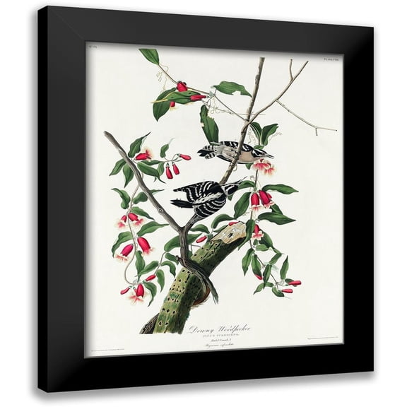 Audubon, John James 12x14 Black Modern Framed Museum Art Print Titled - Downy Woodpecker