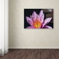 thumbnail image 3 of Trademark Fine Art "Pink Lotus" Canvas Art by Kurt Shaffer, 3 of 3