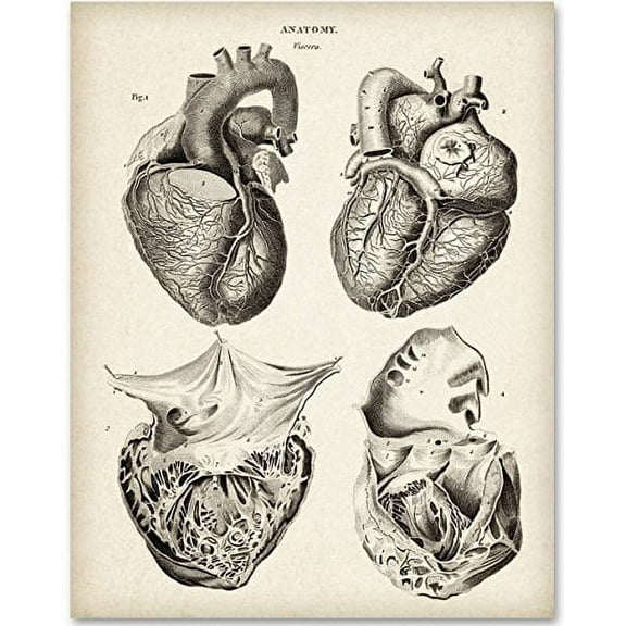 Anatomical Heart From 4 Views - 11x14 Unframed Art Print - Great Gift for Medical and Nursing Students