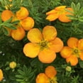 thumbnail image 5 of Bloomin Easy 2 gal Potentilla Bella Sol Live Shrubs, 5 of 8