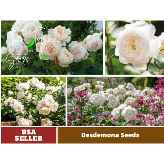 30 Rare Seeds-Desdemona Rose Seeds #1018-Authentic Seeds-Flowers-Seeds-Rose seeds-Herb seeds-Vegetable Seeds-Mix Seeds for Plant- B3G1
