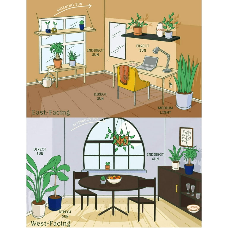 Grow by Bloomscape Live Potted Indoor 22in. Tall Philodendron Hope Selloum; Tropical Plant in 10in. EcoPot
