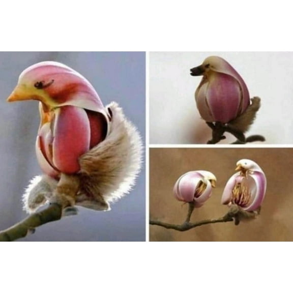 Yulan Magnolia Tree Seeds - 5 Seeds to Grow - Spring Buds Look Like Pink Birds - Stunning, Ships from Iowa, USA