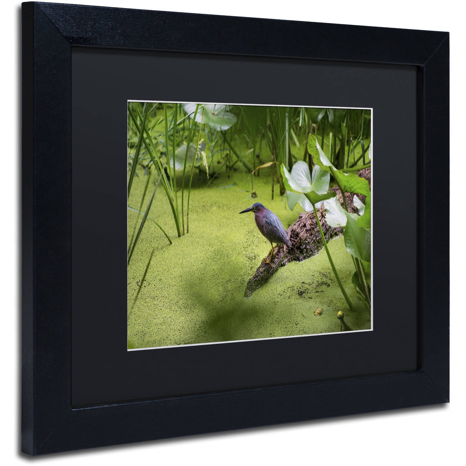 Trademark Fine Art "Green Heron" Canvas Art by Kurt Shaffer, Black Matte, Black Frame