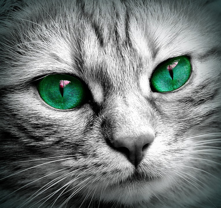 Green Eyed Cat Animal Pet Kitten Print NEW POSTER 