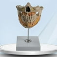 thumbnail image 6 of Dental Anatomy Model for Medical Science Dentist Dentistry, 6 of 14