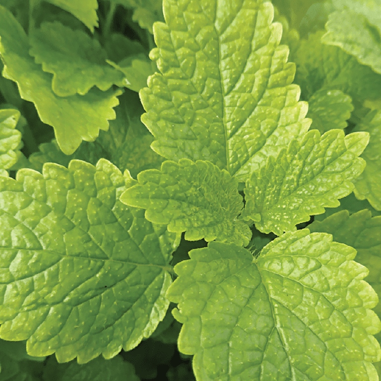 Ferry-Morse Lemon Balm Perennial Herb Seeds - Full Sun