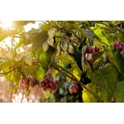 10 *Seeds TAMARILLO / TREE TOMATO Cyphomandra Betacea Solanum Fruit Tree Seeds