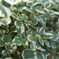 thumbnail image 5 of 1 Variegated Swedish Ivy Plant Live For Planting - Swedish Ivy Mint Seedlings 4-9 Inch Height, In 3" Pot, 5 of 5