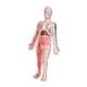 thumbnail image 1 of Modelo de cuerpo humano para niños Modelo de esqueleto Kit de ciencias interactivas para niños, figura de anatomía 3D brillo en oscuro para, 1 of 8