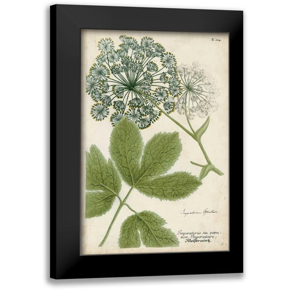 Weinmann 11x14 Black Modern Framed Museum Art Print Titled - Queen Annes Lace
