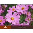 thumbnail image 2 of 50+ Seeds| Rose (Dwarf Early) Cosmos Flower Seeds-#L016-Authentic Seeds-Flowers-Rose seeds-Herb-Vegetable Seeds-Mix Seeds for Plant- B3G1, 2 of 5
