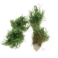 thumbnail image 4 of Maqueta de Tren Baoblaze 4 Piezas Plantas Acuáticas Verde, 4 of 7