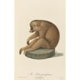 thumbnail image 3 of Jean-Baptiste Audebert 13x18 Black Modern Framed Museum Art Print Titled - The Lazy Lois (1797), 3 of 5