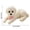 White, variant on Simulated Poodle Squishy Stress Toy with Slow Rising Texture and Red Collar, Brown, for Relaxation, Squeeze Toy