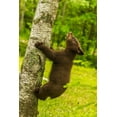 thumbnail image 2 of Jaynes Gallery 11x14 Black Ornate Wood Framed with Double Matting Museum Art Print Titled - Minnesota-Pine County Black bear cub climbing tree, 2 of 4