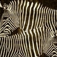 thumbnail image 2 of Davison, Darren 20x20 White Modern Wood Framed Museum Art Print Titled - Zebras, 2 of 4