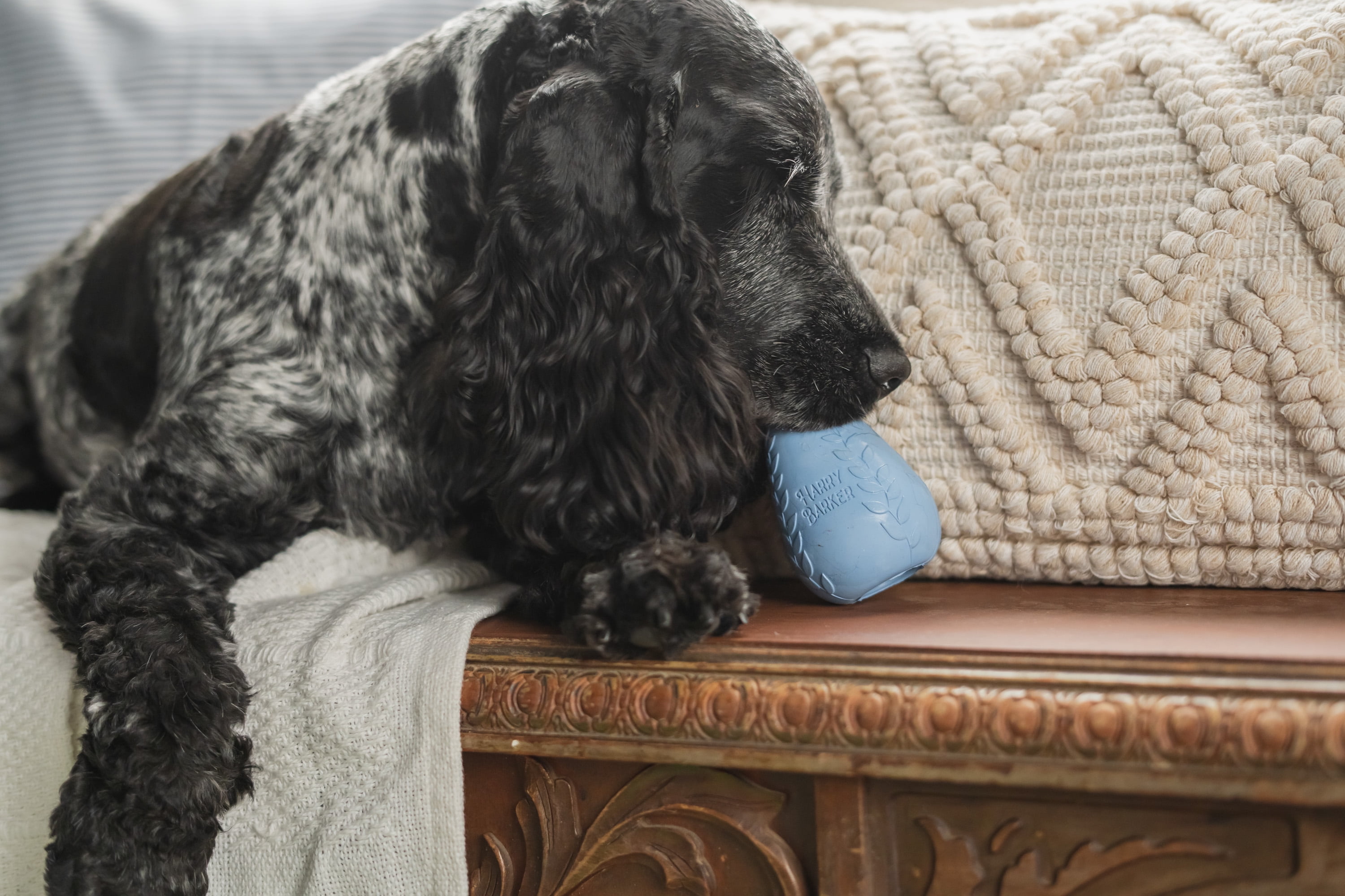 Harry Barker Durable All-Natural Rubber Dog Treater Toy, Blue, XL