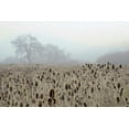 thumbnail image 2 of Blaustein, Alan 32x23 Black Ornate Wood Framed with Double Matting Museum Art Print Titled - Oak Tree - 61, 2 of 4