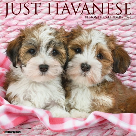 Havanese 2026 Wall Calendar, (Paperback)