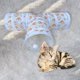 thumbnail image 3 of Túnel para gatos con pelota, divertido juguete interactivo en forma de T para interiores., 3 of 9