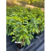 Soursop 'Guanabana' TREE. 3 Gallon pot. Ship to all states