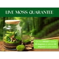 thumbnail image 3 of Live Moss Variety Pack for Terrariums – Fresh Live Moss – Natural Green Moss – Pet-Safe Moss for Reptile Tanks, Fairy Gardens, and Indoor Décor, 3 of 9