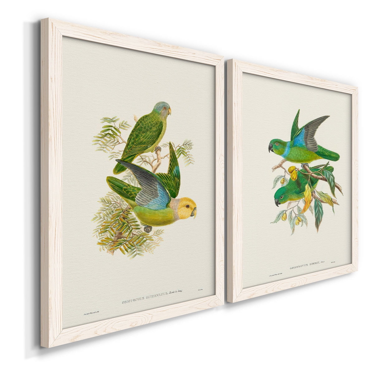 Lime & Cerulean Parrots I - Premium Framed Canvas 2 Piece Set - Ready to Hang