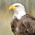 thumbnail image 2 of Kimberly, Allen 26x26 Black Ornate Wood Framed with Double Matting Museum Art Print Titled - Eagle Eye, 2 of 4
