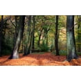 thumbnail image 2 of Vibrant Woodland Scene Autumn Wall Mural by Wallmonkeys Peel and Stick Graphic (36 in W x 23 in H) WM181154, 2 of 4