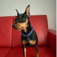 thumbnail image 2 of WAUDOG Glamour Plus Soft Leather Dog Collar | Dog Collars for Small Medium Large Dogs, Lightweight & Soft Padded Leather Collar with Beautiful Colors | Handmade with Real Genuine Leather - Purple, 2 of 55