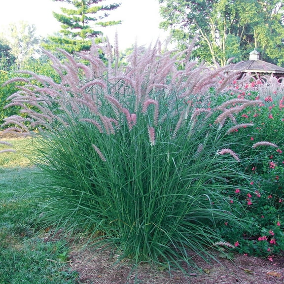 1 Gal. Pot, Karley's Rose Fountain Grass Deciduous Perennial Plant - 1 plant per offer