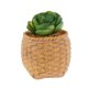 thumbnail image 3 of Plástico Artificial Miniatura Cactus Echeveria Flores Decoración, Selección Macarena Planta artificial, 3 of 5