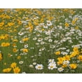 thumbnail image 2 of Scott Larson 24x20 Gallery Wrapped Canvas Wall Art Titled - High Meadow II, 2 of 4