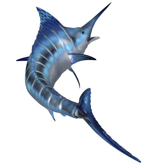 Blue Marlin Canvas Art - Corey FordStocktrek Images (29 x 29)