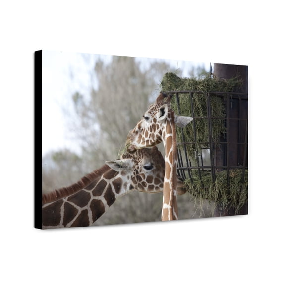 Canvas Print: Montgomery Zoo, Montgomery, Alabama, 2010